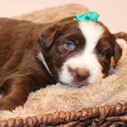 Orion - Red & white male Australian Shepherd puppy in Plantersville, Texas from Jak Se Auss