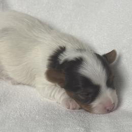 Zulla AKC - Chocolate, tan and white female Yorkshire Terrier puppy in Labelle, Florida from Chocolate and Parti Yorkies in Florida