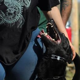 Belgian Malinois from Iron Ram Working Dogs