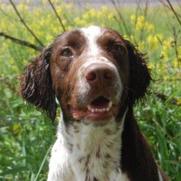 Hondo - English Springer Spaniel