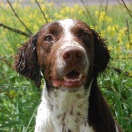 Hondo - English Springer Spaniel