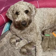 Goldendoodles from Super Doodles