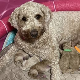 Goldendoodles from Super Doodles