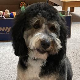 Bernie - Bernedoodle