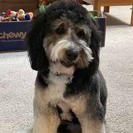 Bernie - Bernedoodle