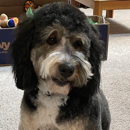 Bernie - Bernedoodle