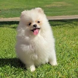 Polar - Cream male Pomeranian puppy in Los Angeles, California from Pommies of LA