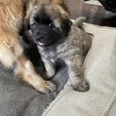 Leonberger Puppies from Sinnsro Leonbergers