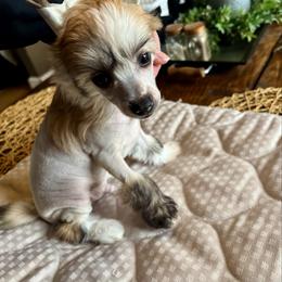 HL male - Sable male Chinese Crested puppy in Blue Earth, Minnesota from Ciao Bella Chinese Cresteds