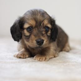 Sapphire - Cream female Dachshund puppy in Alto, Texas from Prima Dachshunds