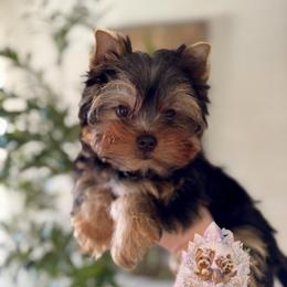 Jasper (Ready Now 4,813) - Black and tan male Yorkshire Terrier puppy in Pittsburg, California from Crystal Garden Yorkies
