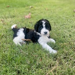 Bernedoodle puppies from Crossgate Doodles