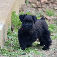 Australian Shepherd and Miniature Schnauzer Puppies from Dustyn Watson