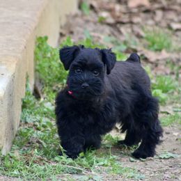 Australian Shepherd and Miniature Schnauzer Puppies from Dustyn Watson
