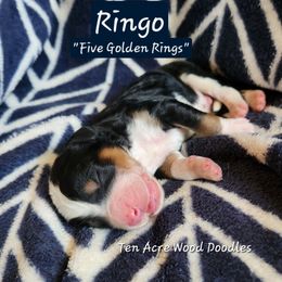 Ringo - Phantom male Bernedoodle puppy in Pollock Pines, California from Ten Acre Wood Doodles