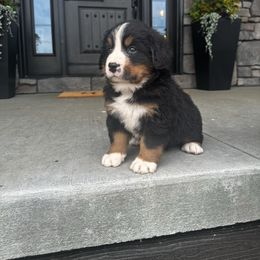 Dean - Black rust and white male Bernese Mountain Dog puppy in Dundee, Ohio from Steinhaus Dogs