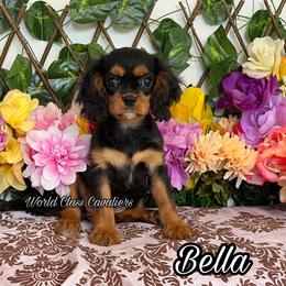 Bella - Black and tan female Cavalier King Charles Spaniel puppy in Hollywood, Florida from World Class Cavaliers