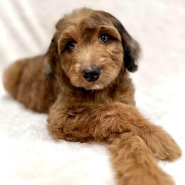 Bernedoodle Puppies from Dulcito Bernedoodles