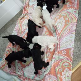 Poodle Puppies from Hickory Hills Poodles