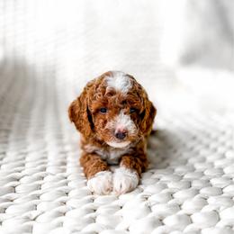 Atlas - Red  male Goldendoodle puppy in Springville, Utah from Happy Doodle