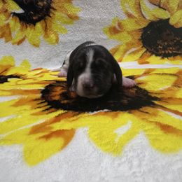 Boy 2 - Black brown and white male Basset Hound puppy in Manteca, California from AKC Basset Hounds Puppy