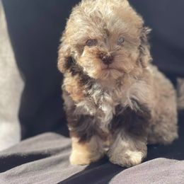 Cockapoo Puppies from Central Cali Cockapoos