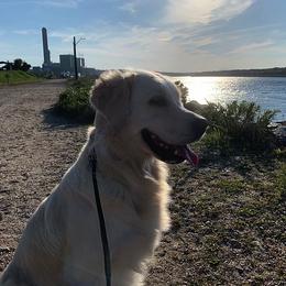Golden Retriever All Grown Up from Bokamo Goldens