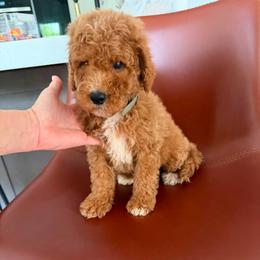 Nemo - Red  male Goldendoodle puppy in Charlotte, North Carolina from Barkins and Company