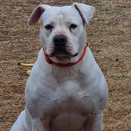 American Bulldogs from Offerman Family Bulldogs