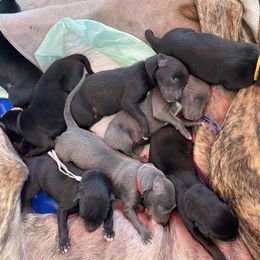 Greyhound Puppies from Trapple's Custom K-9's