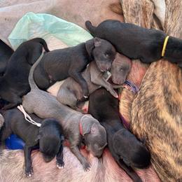 Greyhound Puppies from Trapple's Custom K-9's