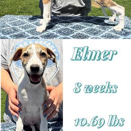 Elmer - White and red brindle male Whippet puppy in Plainfield, Indiana from Rose Acre Whippets