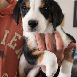 Girl 2 - Black, white and red female Greater Swiss Mountain Dog puppy in Knoxville, Maryland from Dahlgren Swissys