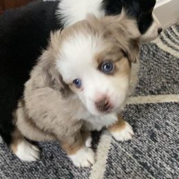 Toy Australian Shepherd Puppies from MN Pomme De Terre Aussies