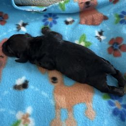 Sable boy - Sable male Cocker Spaniel puppy in Soddy Daisy, Tennessee from Kaleidoscopic Creations