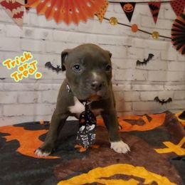 American Bully and Boston Terrier Puppies from Greenberg's Boston Terriers & Bullies of Metro Detroit