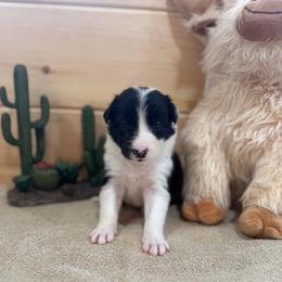 Maeve - Black and white female Border Collie puppy in Owenton, Kentucky from Three16 Ranch