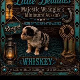 Whiskey - Blue merle male Australian Shepherd puppy in Riverside, California from Majestic Wrangler’s Aussie’s