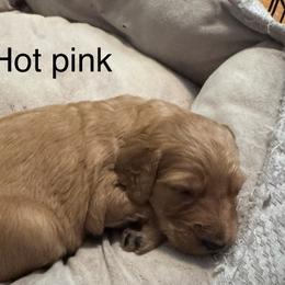 Hestia - Apricot female Goldendoodle puppy in Golden, Colorado from Golden Mesa Doodles