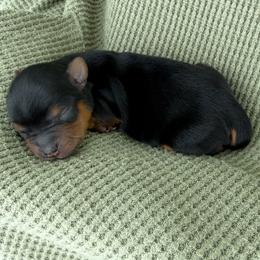 Cruz - Black and tan male Yorkshire Terrier puppy in West Fargo, North Dakota from A Yorkie Tale