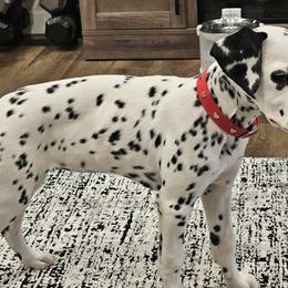 Cyclone - White and black female Dalmatian puppy in Salem, Missouri from Paradise Spots Dalmatians