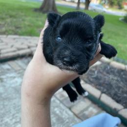 Caleb gorgeous ESA lines Ready Aug 24 - Black male Miniature Schnauzer puppy in Temple, Texas from Schnauzers Of Taylor