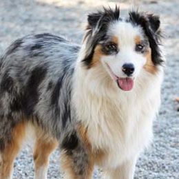 Winter - Australian Shepherd