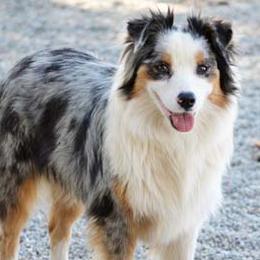 Winter - Australian Shepherd