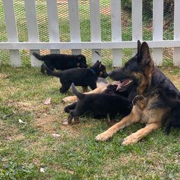 German Shepherd and Golden Retriever Puppies from Dream Dogs