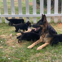 German Shepherd and Golden Retriever Puppies from Dream Dogs