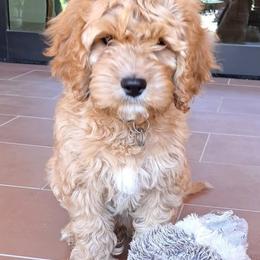 Cavalier King Charles Spaniel and Cavapoo Puppies from Catella Cavaliers and Cavapoos