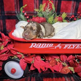 Dancer - Dapple female Dachshund puppy in Colbert, Georgia from Southern Drawl Dachshunds