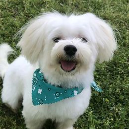 Apollo - Maltese