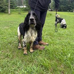 Remy - Black and white male English Springer Spaniel puppy in Huntingdon, Pennsylvania from Leila Ferrucci